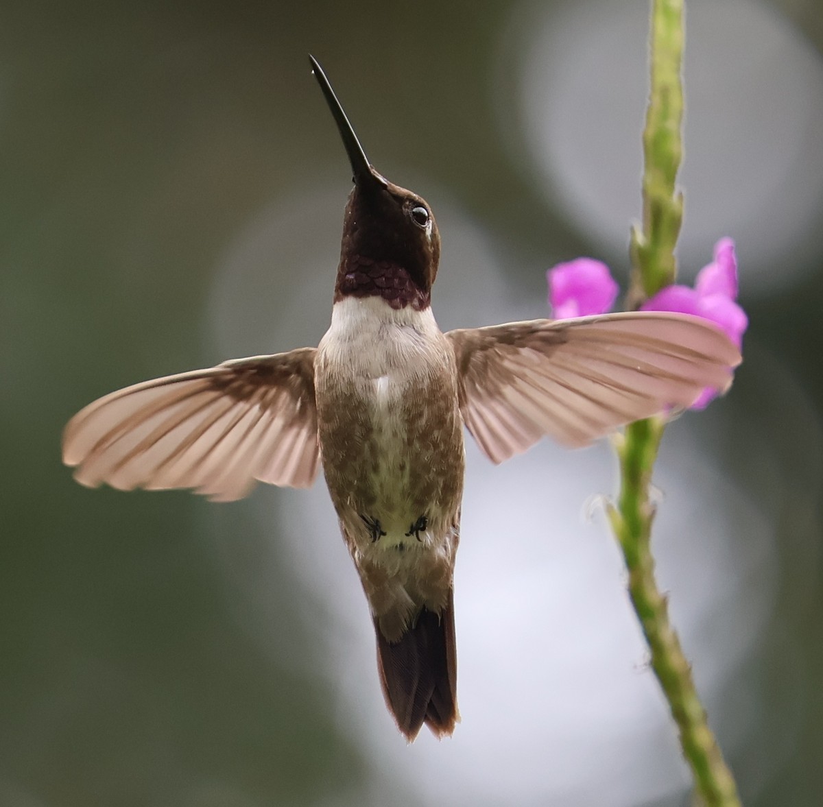 kalypta černobradá - ML645660237