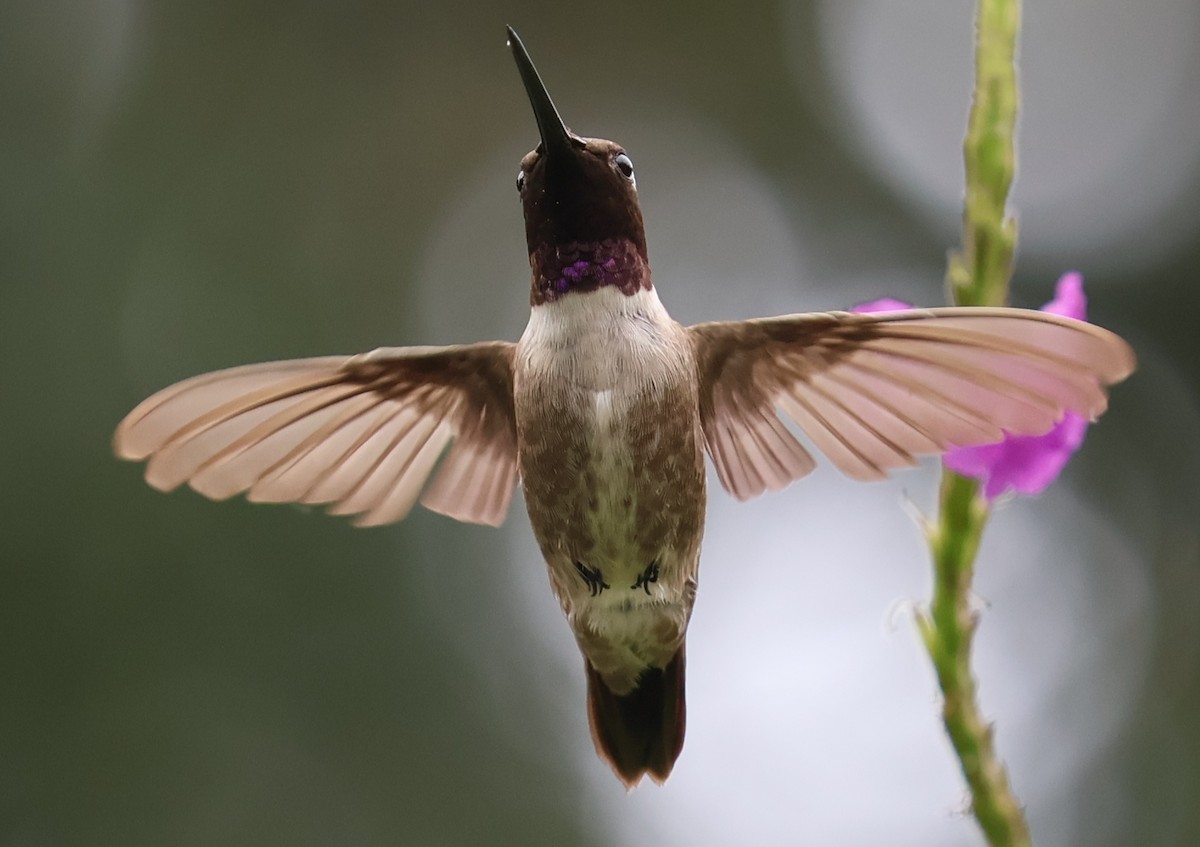 kalypta černobradá - ML645660238