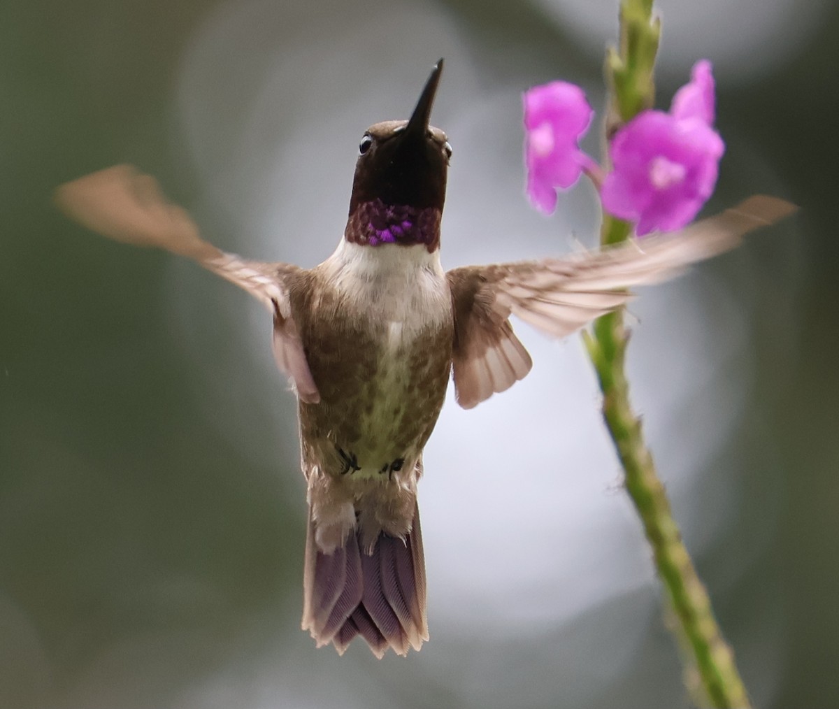 kalypta černobradá - ML645660240