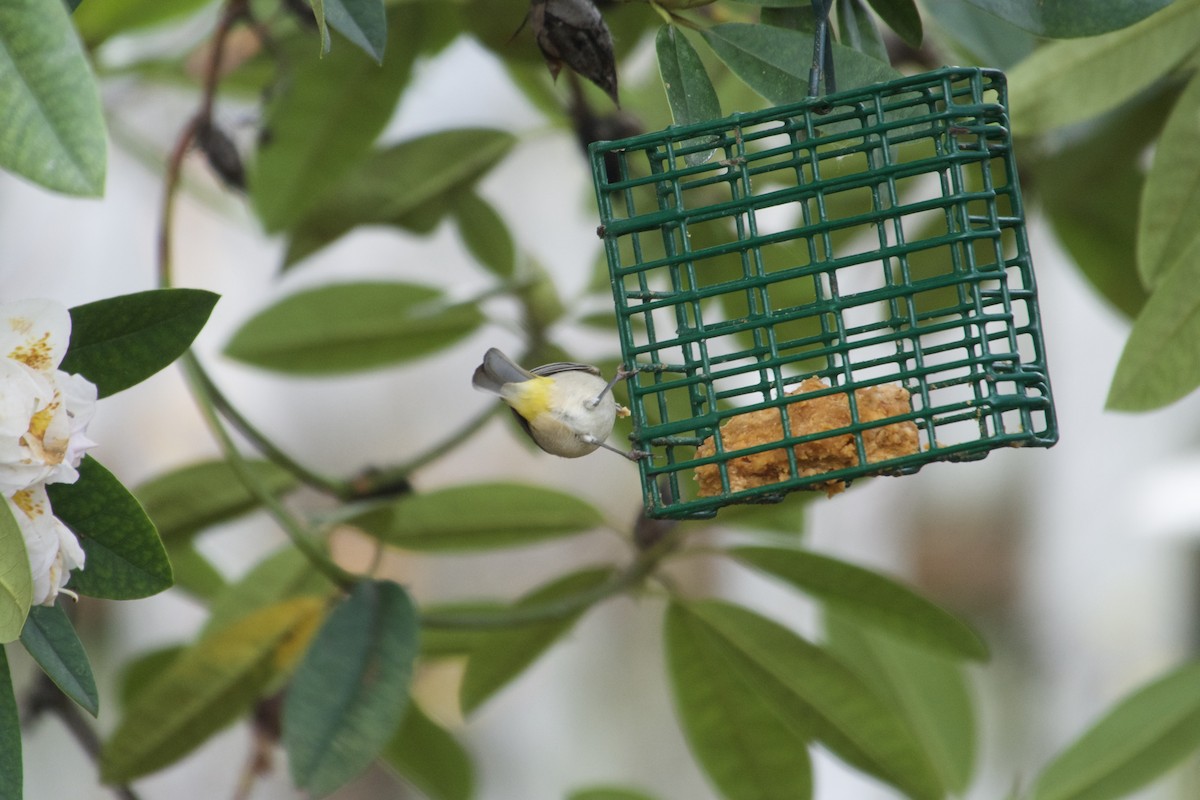 Virginia's Warbler - ML645660244