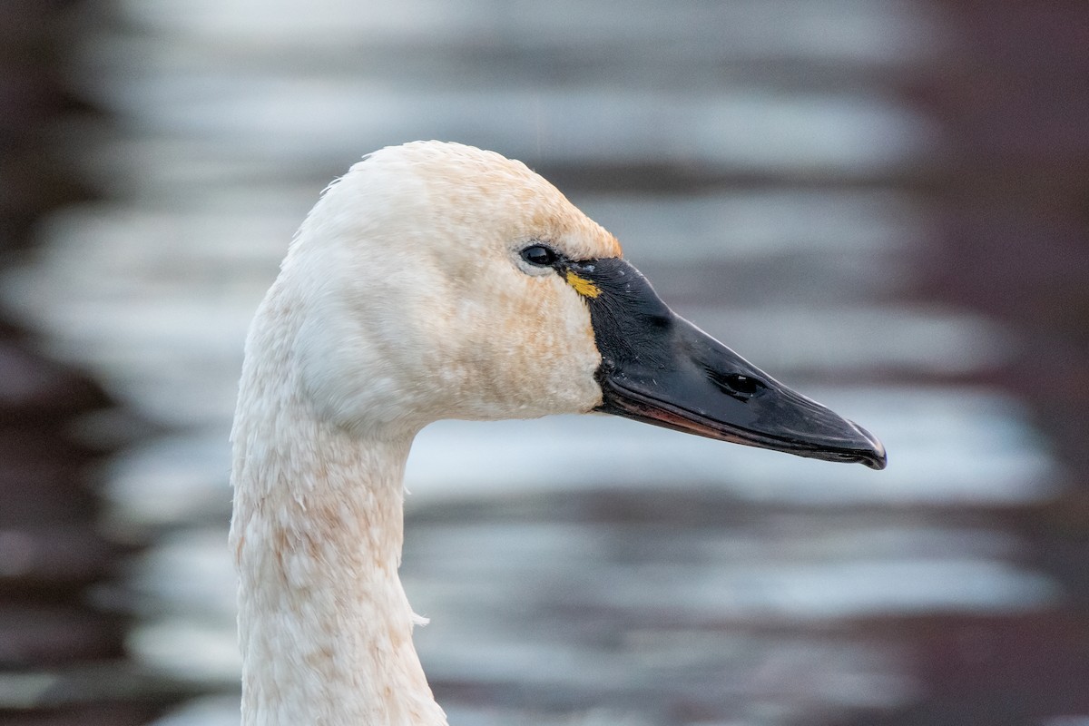 Tundra Swan (Whistling) - ML645660246