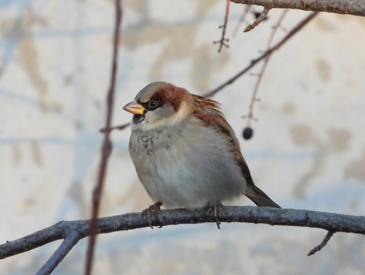 vrabec domácí - ML645660247