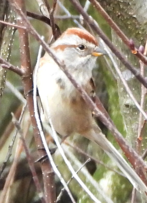 Пасовник північний - ML645660255