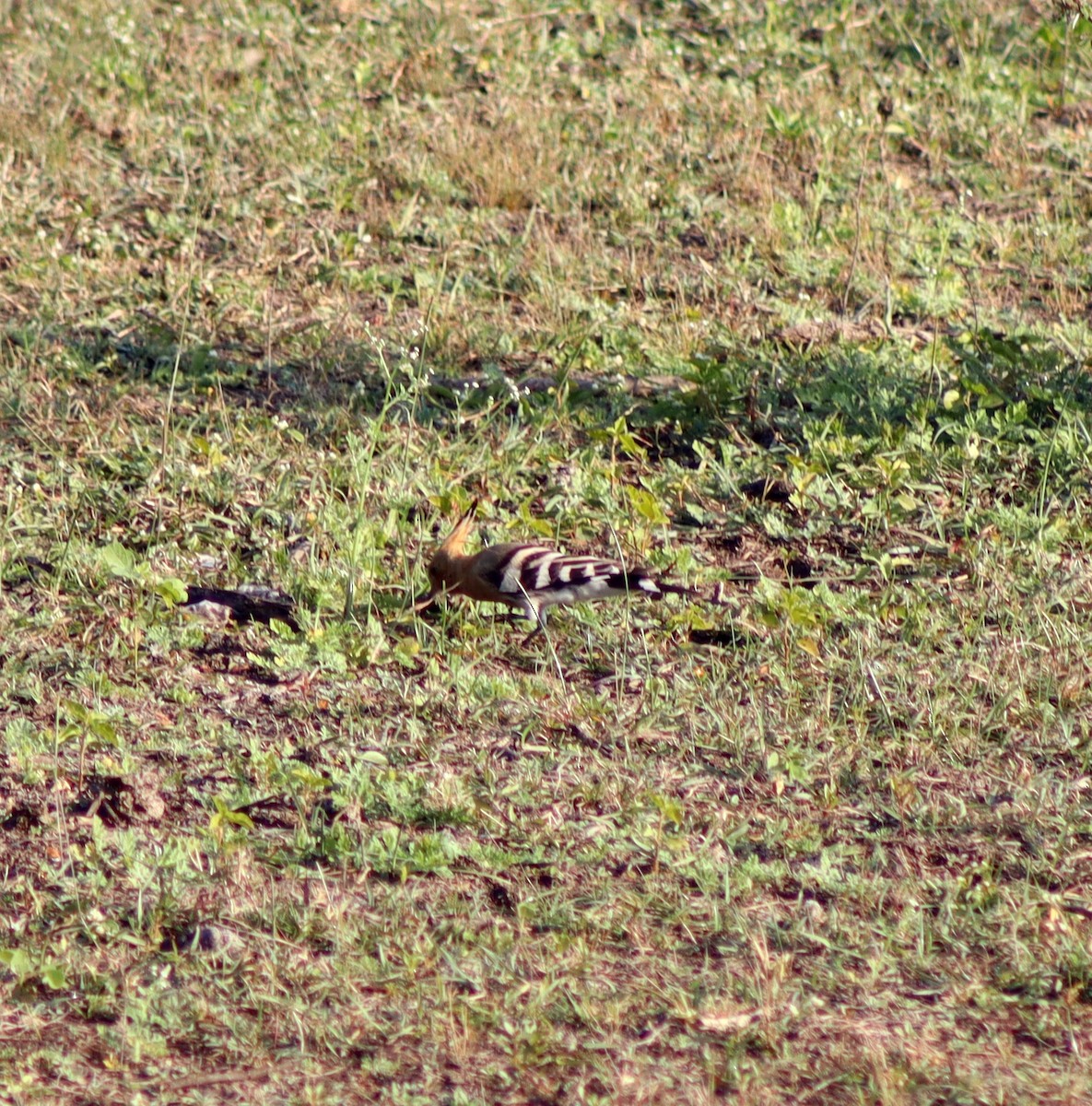 Common Hoopoe - ML645660256