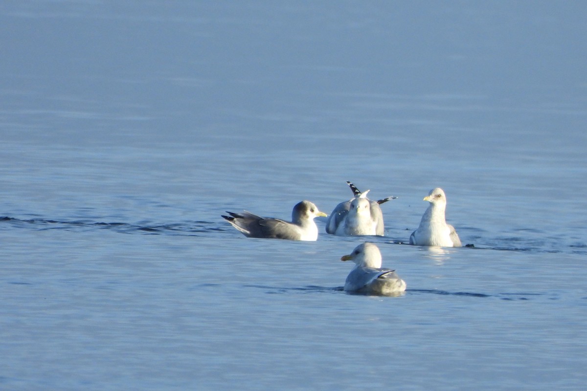 Kara Ayaklı Martı - ML645660262