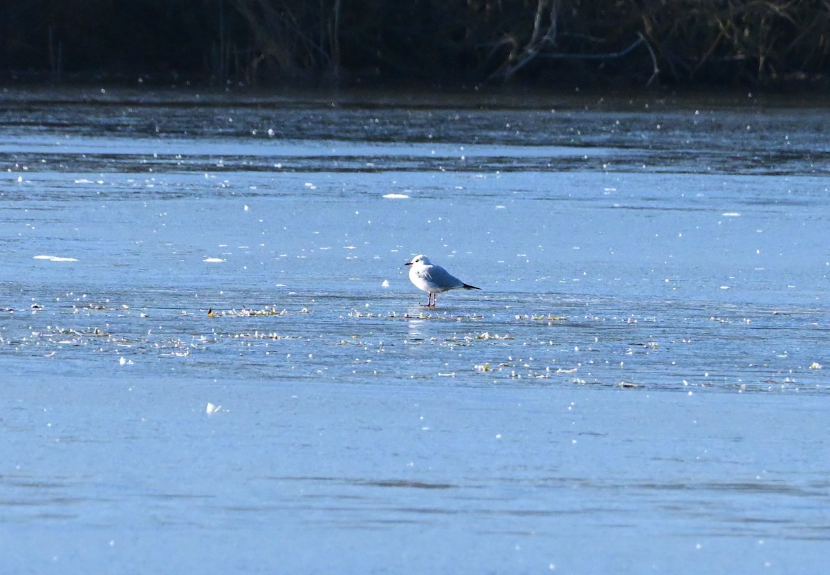 ユリカモメ - ML645660264