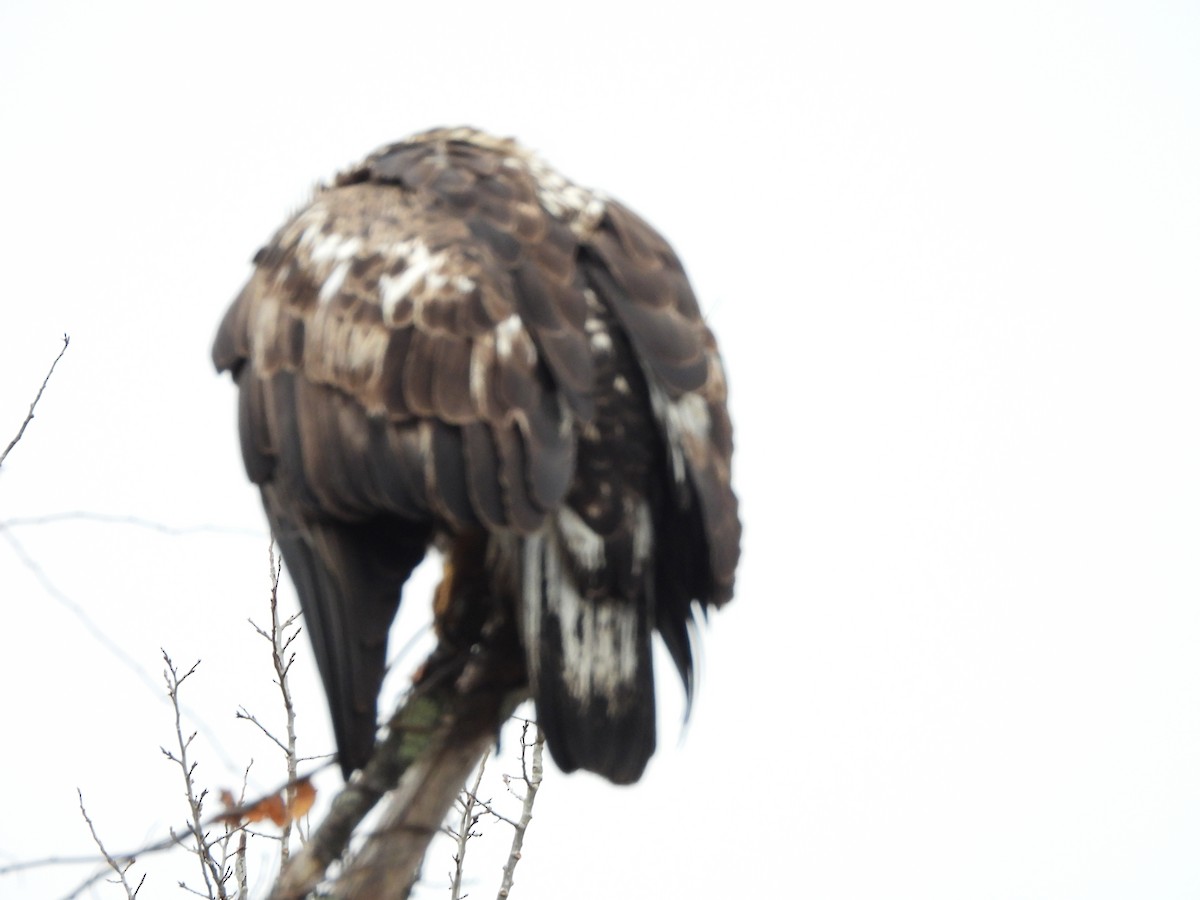 Bald Eagle - ML645660270
