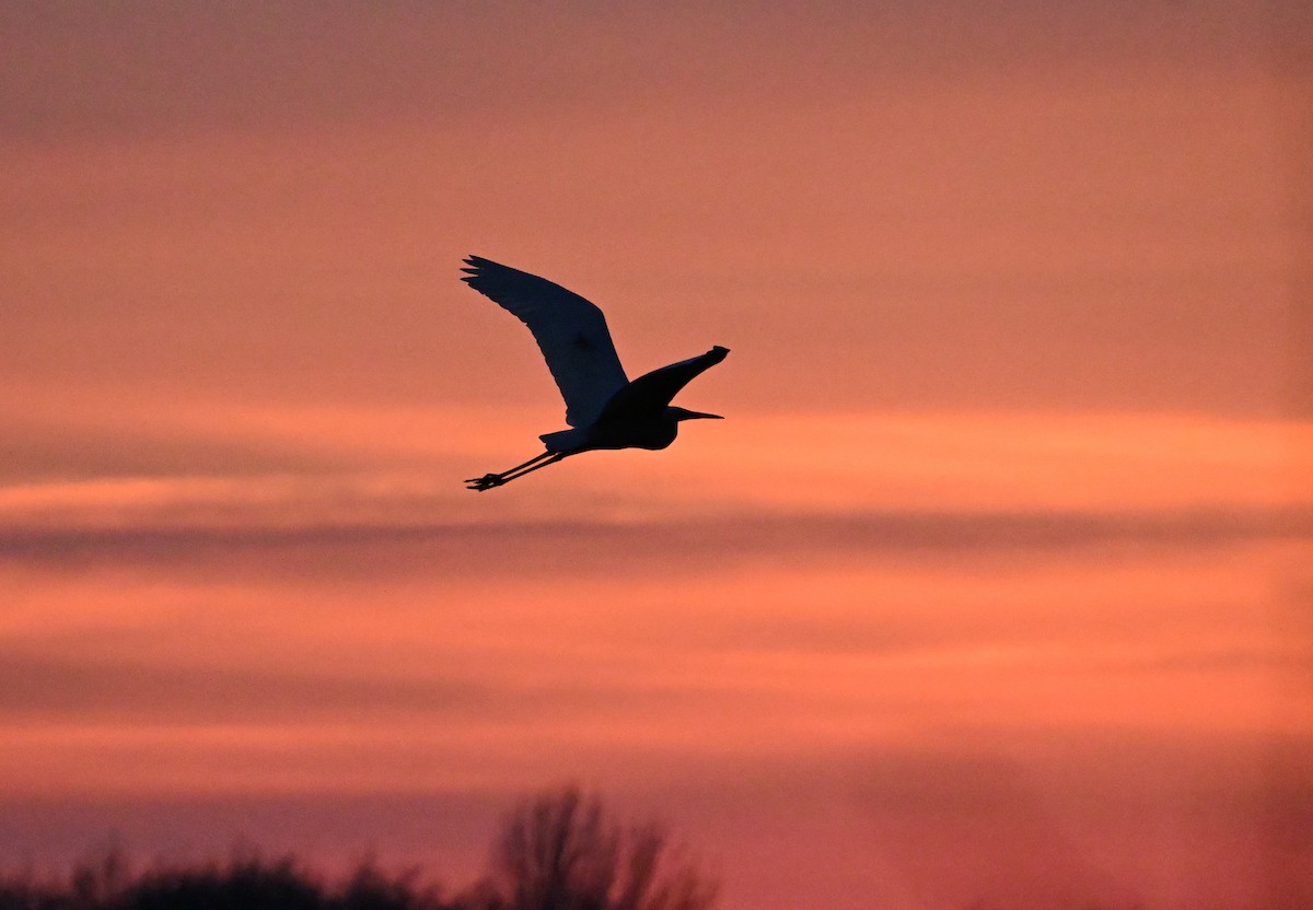 Great Egret - ML645660273