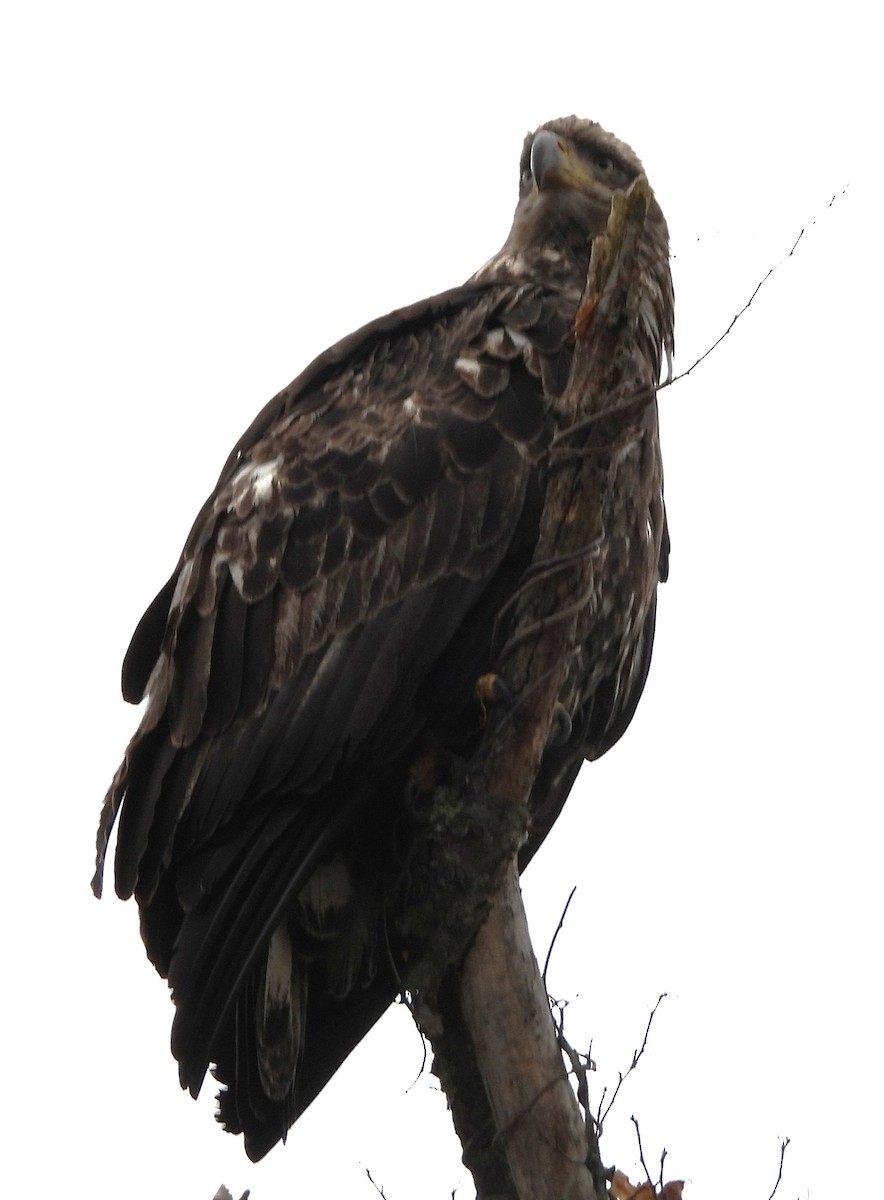 Bald Eagle - ML645660274