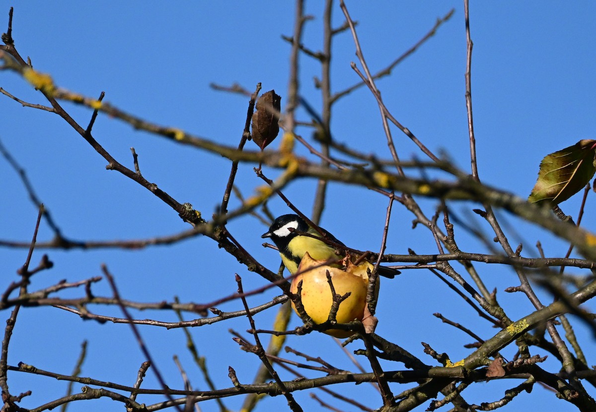 Great Tit - ML645660275