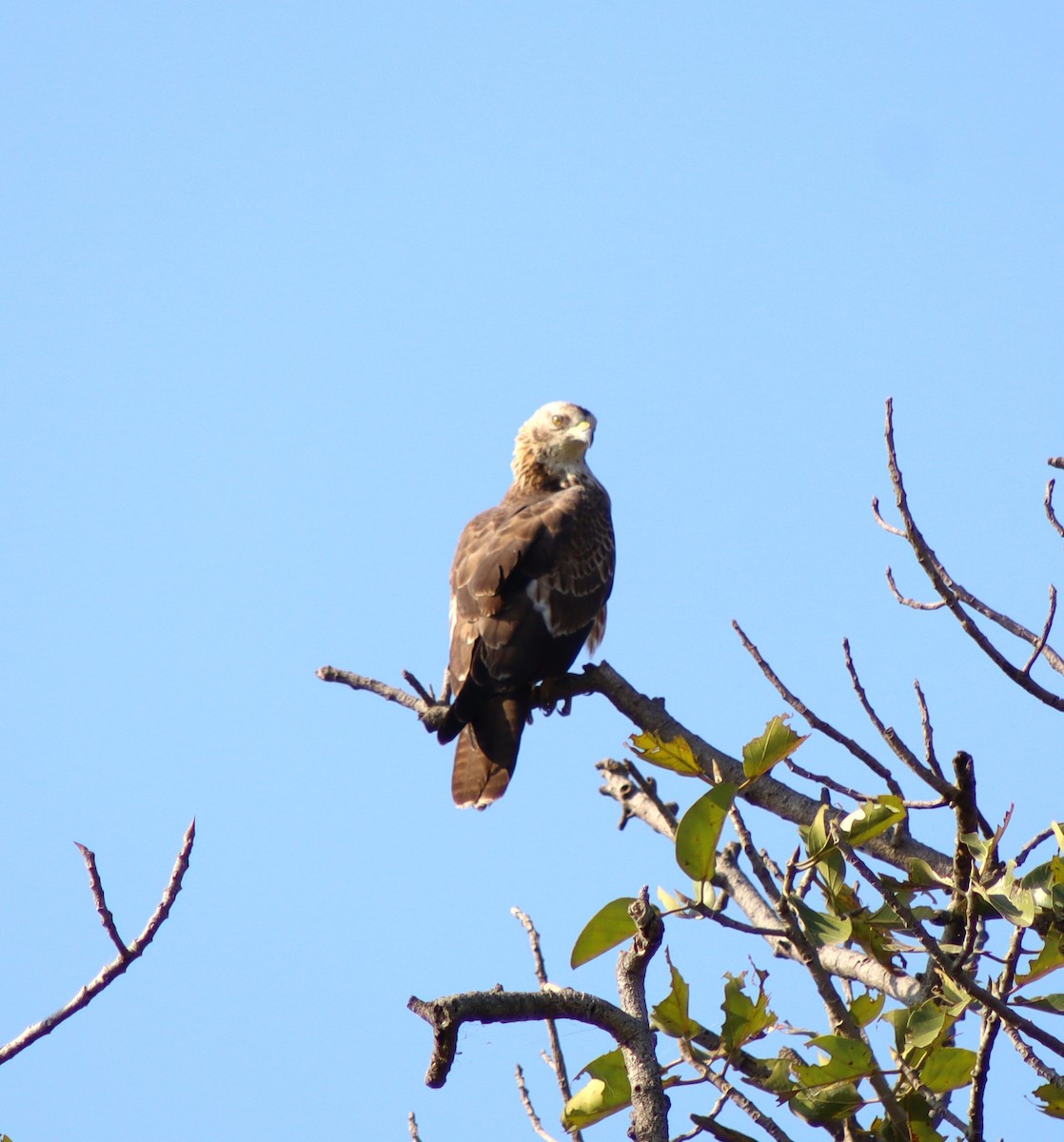 Oriental Honey-buzzard - ML645660277