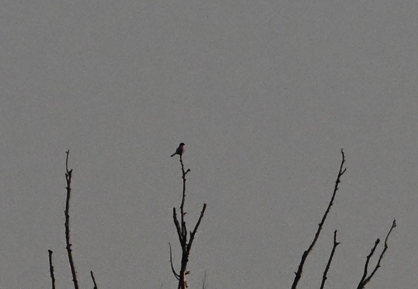 Great Gray Shrike - ML645660278