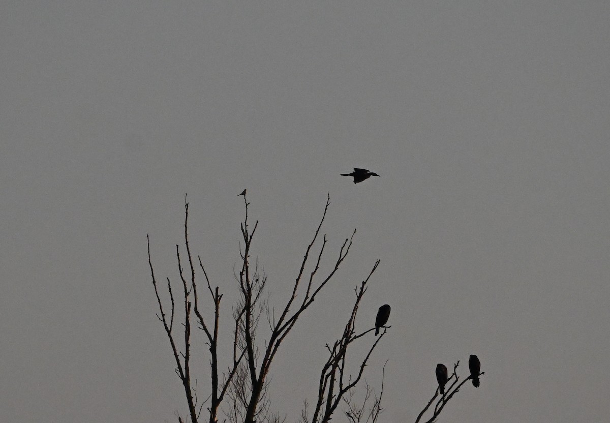 Great Gray Shrike - ML645660279