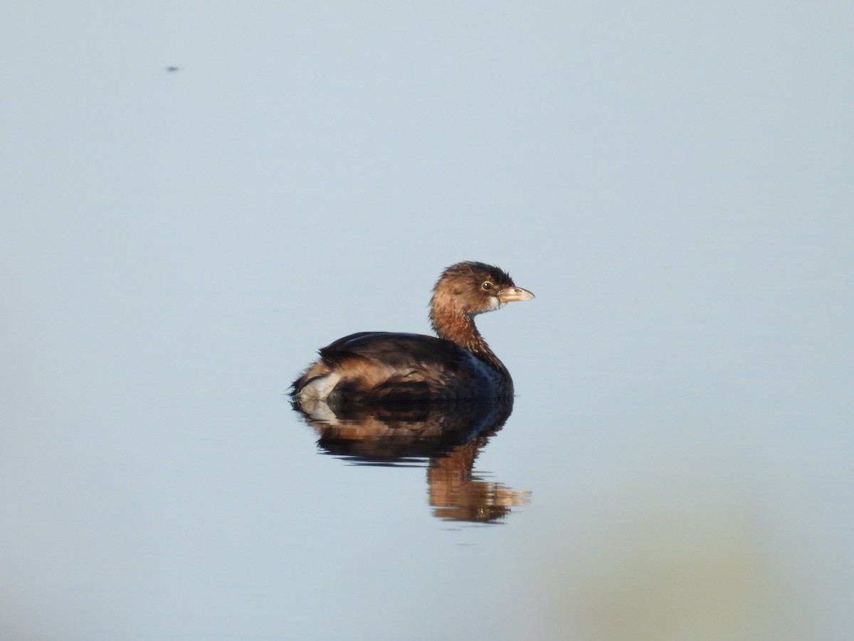 Pied-billed Grebe - ML645660280