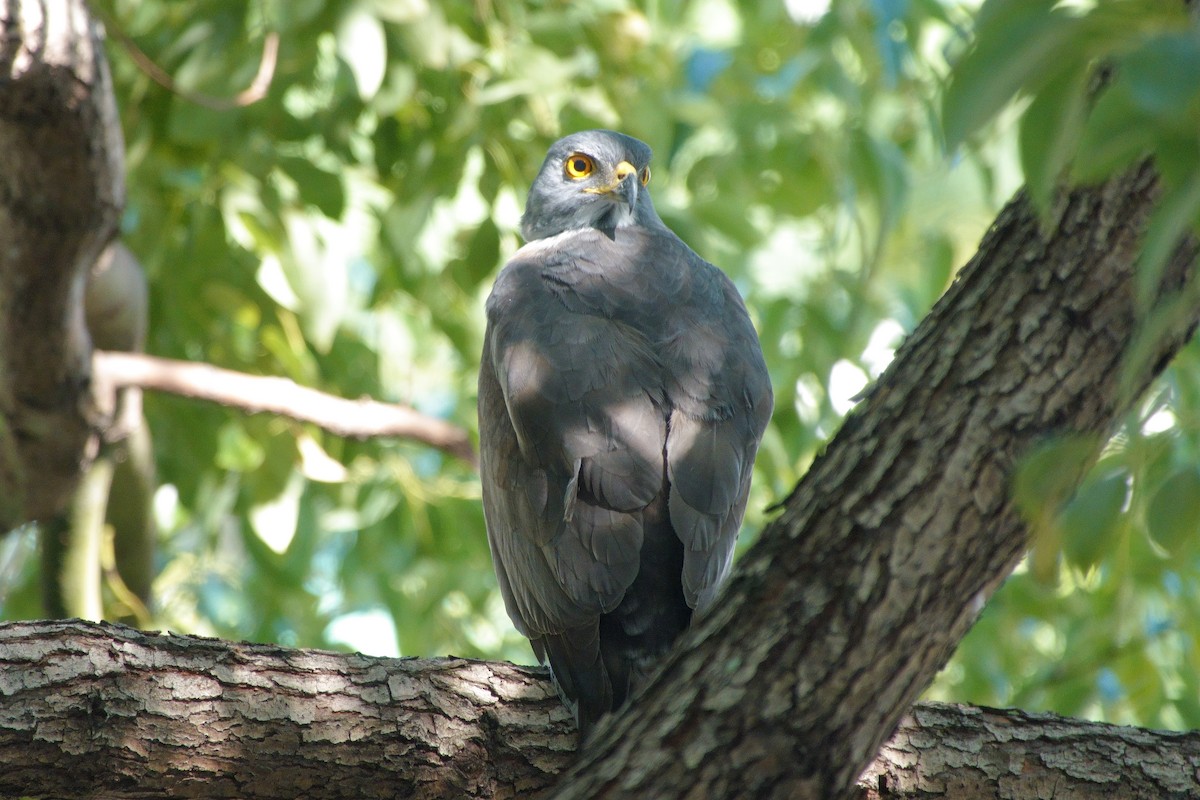 Crested Goshawk - ML645660282