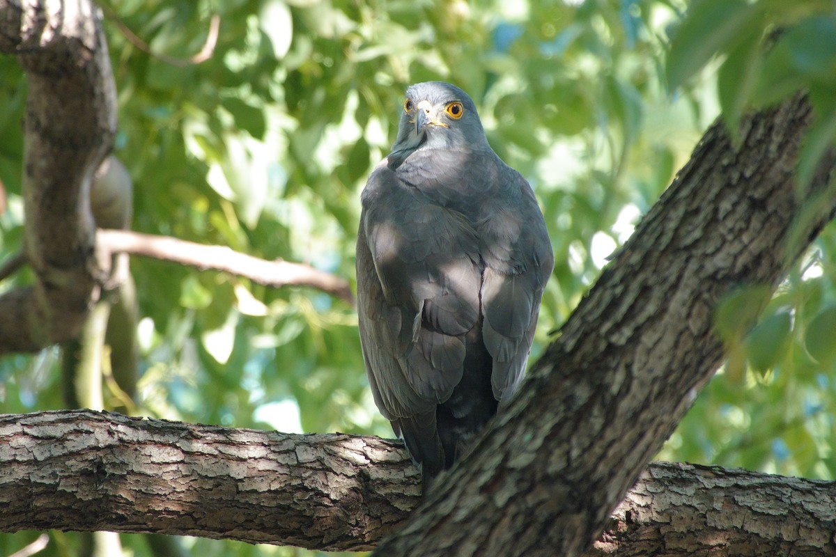 Crested Goshawk - ML645660285