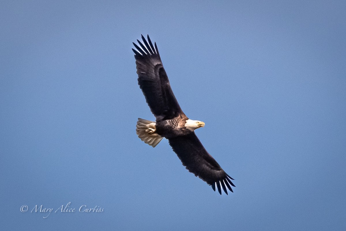 Bald Eagle - ML645660287