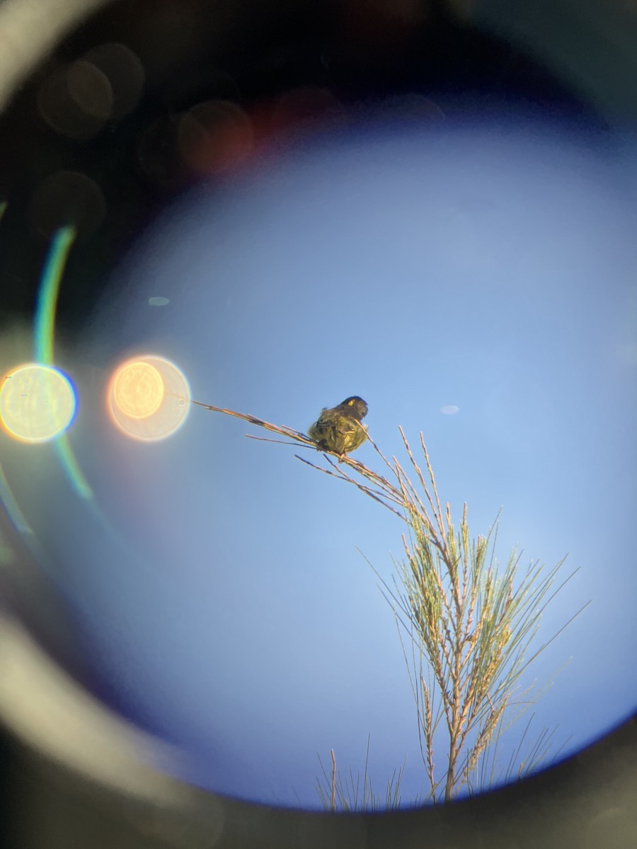 Baglafecht Weaver - ML645660288