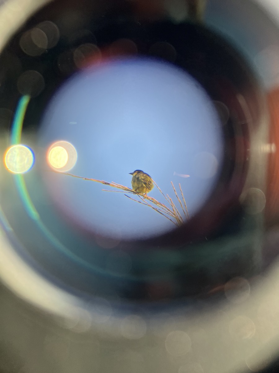 Baglafecht Weaver - ML645660289