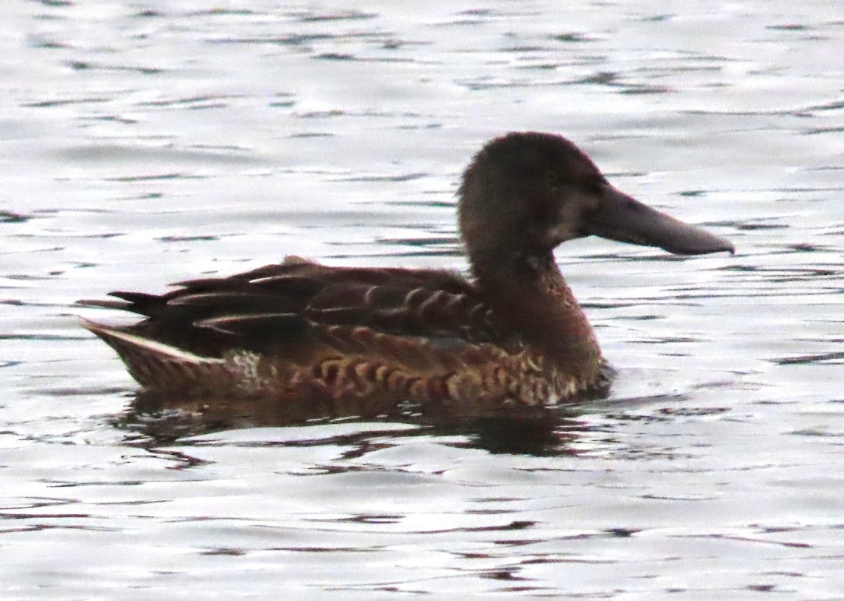 Northern Shoveler - ML645660290