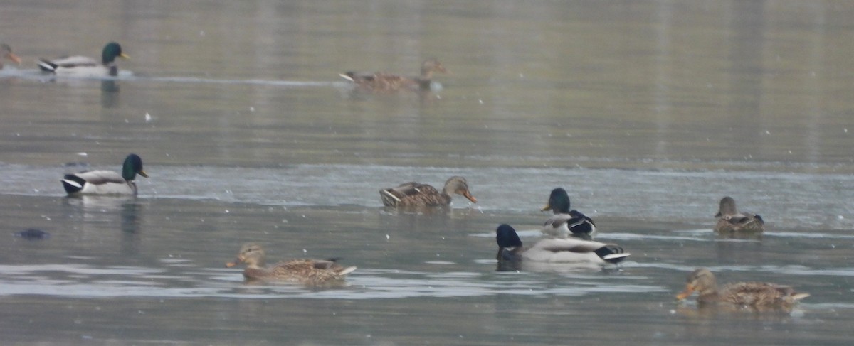 Mallard - ML645660291