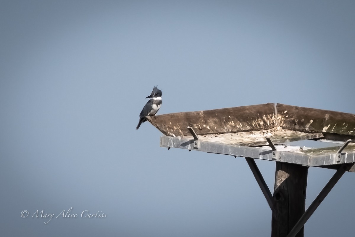 Belted Kingfisher - ML645660292