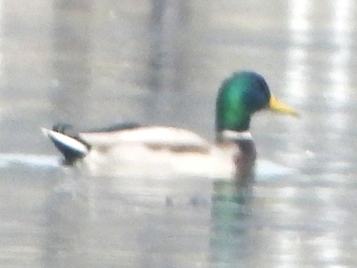 Mallard - ML645660293
