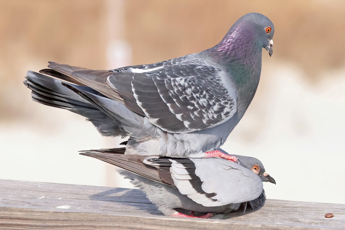 Rock Pigeon (Feral Pigeon) - ML645660298
