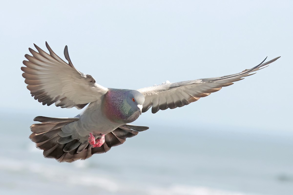 Rock Pigeon (Feral Pigeon) - ML645660299