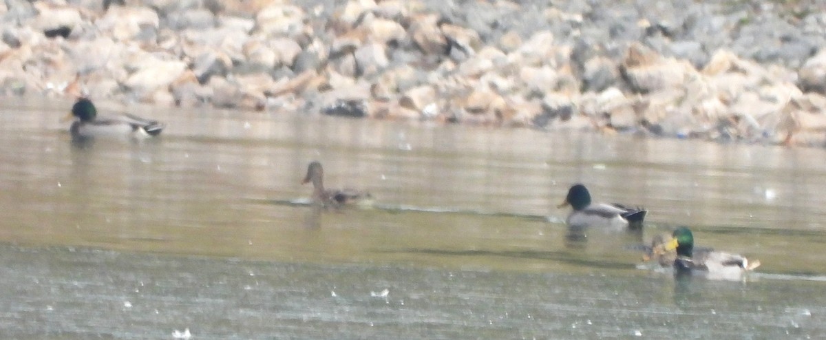 Mallard - ML645660300