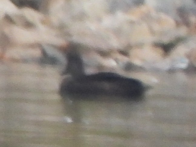 American Black Duck - ML645660305