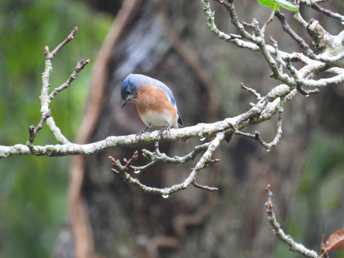 Eastern Bluebird - ML645660311