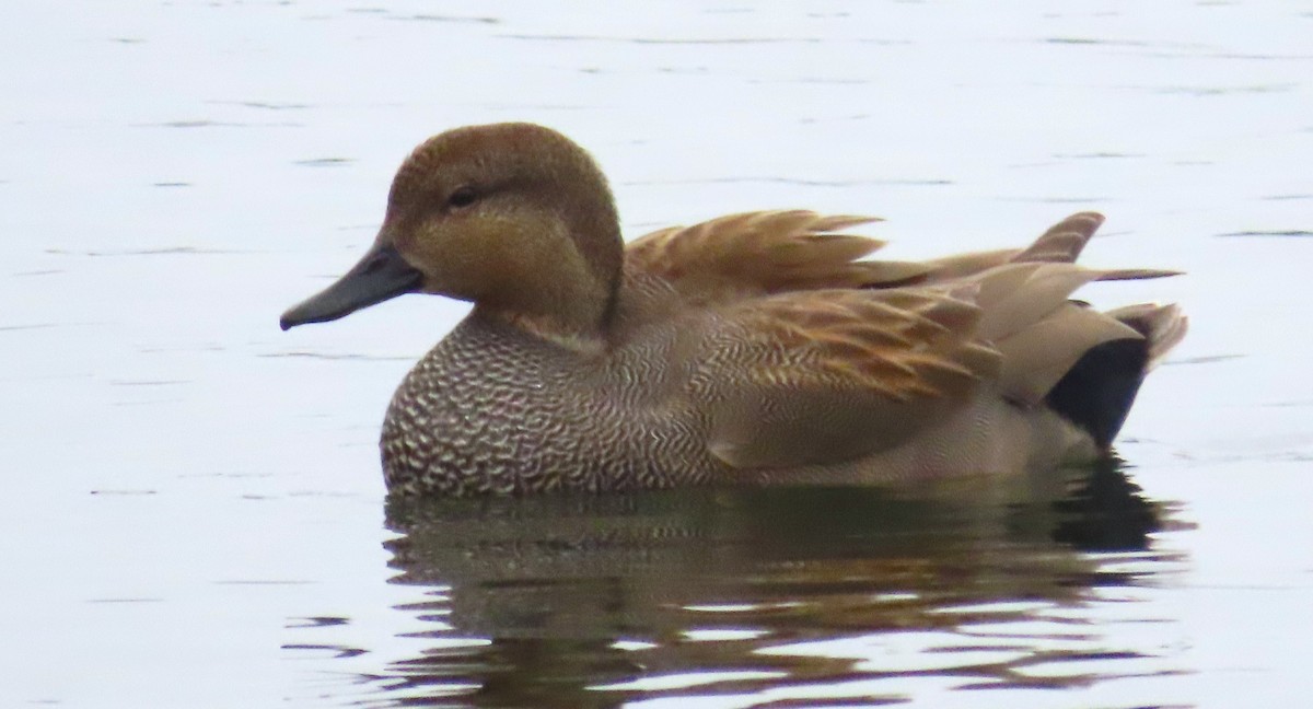 Gadwall - ML645660312