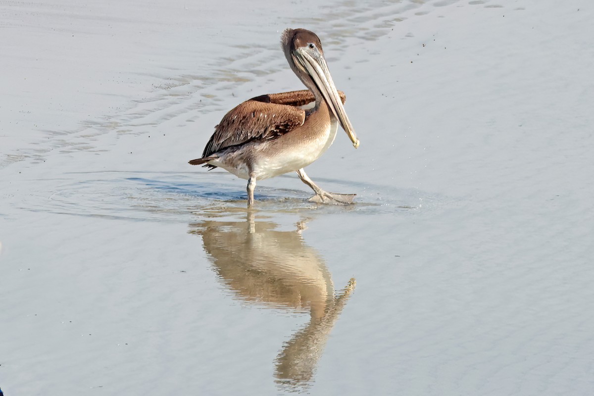 Brown Pelican - ML645660313