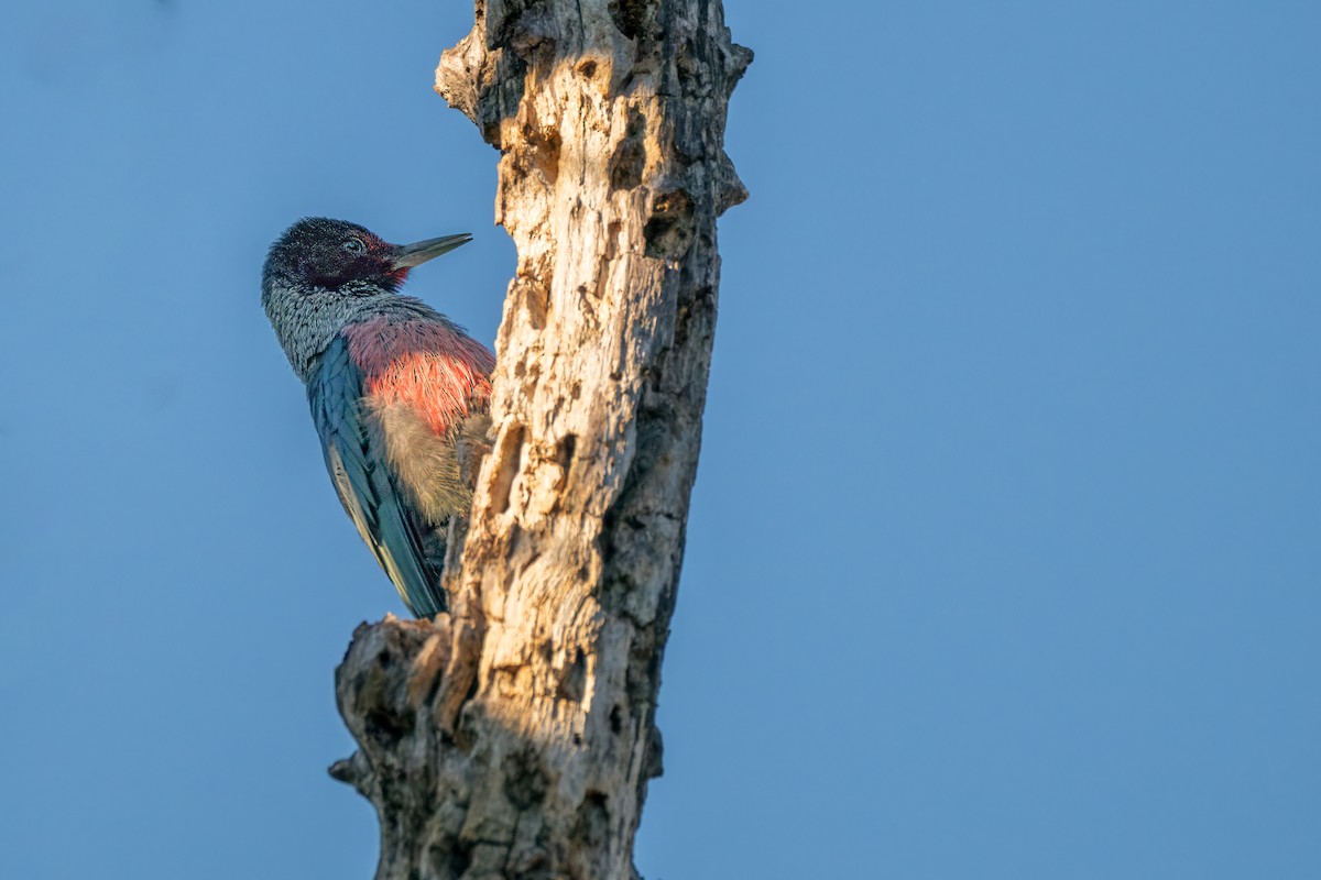 Lewis's Woodpecker - ML645660314