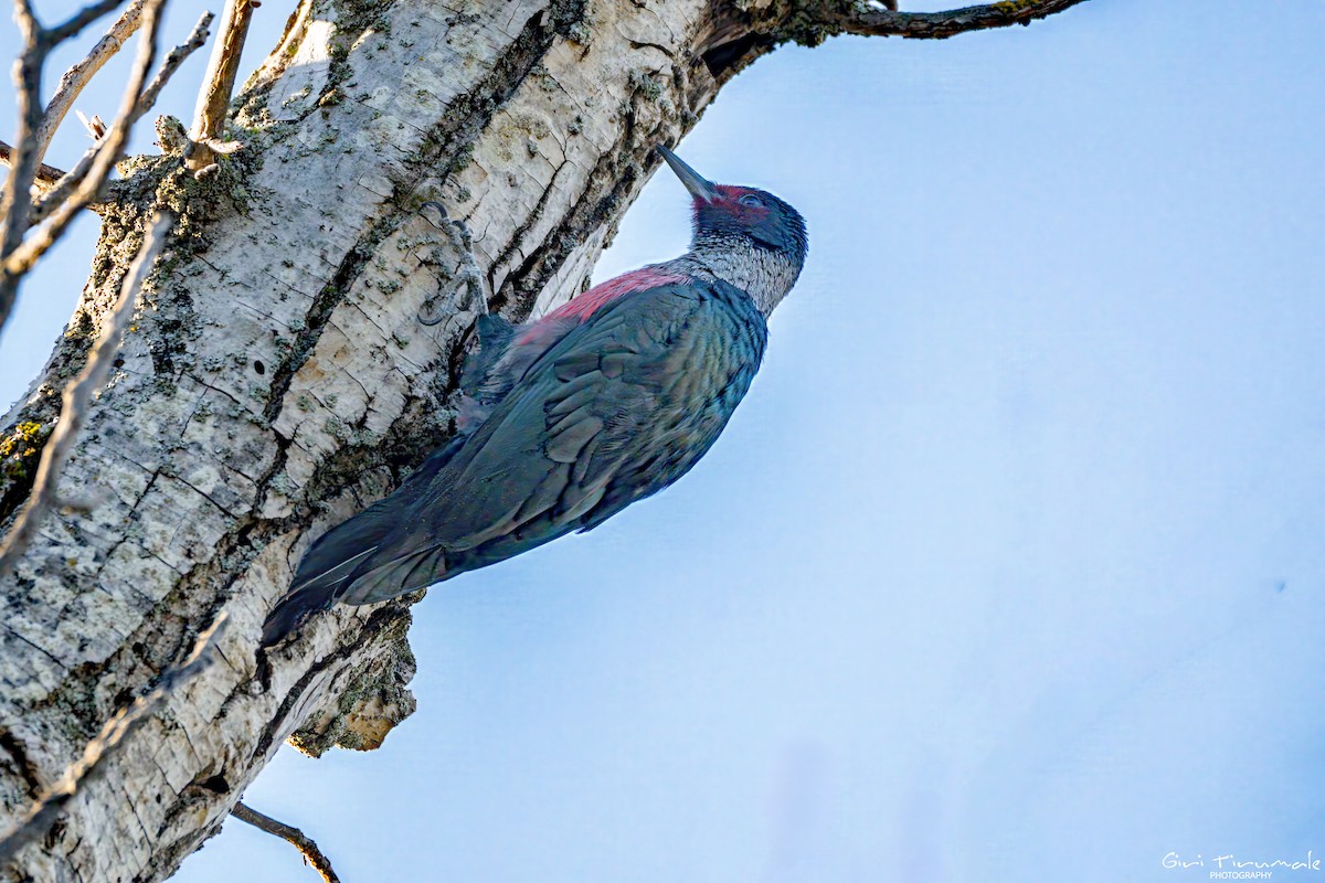 Lewis's Woodpecker - ML645660315