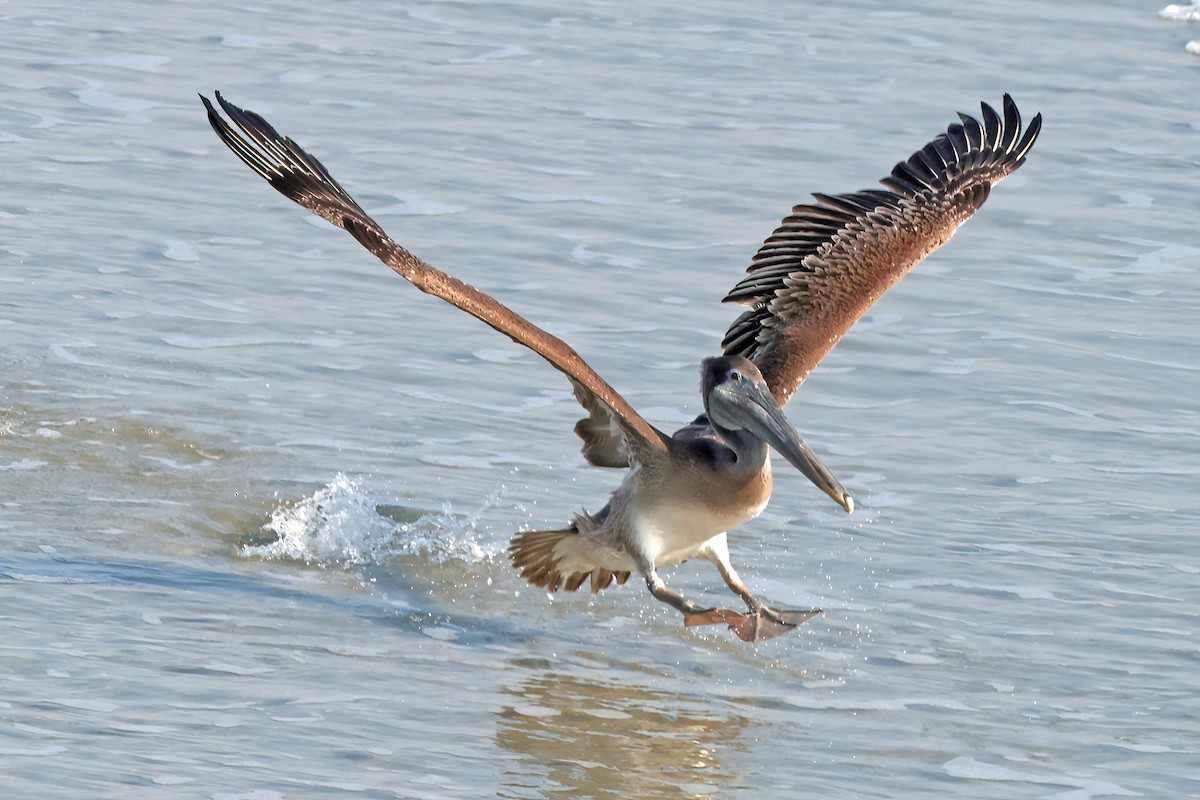 Brown Pelican - ML645660318