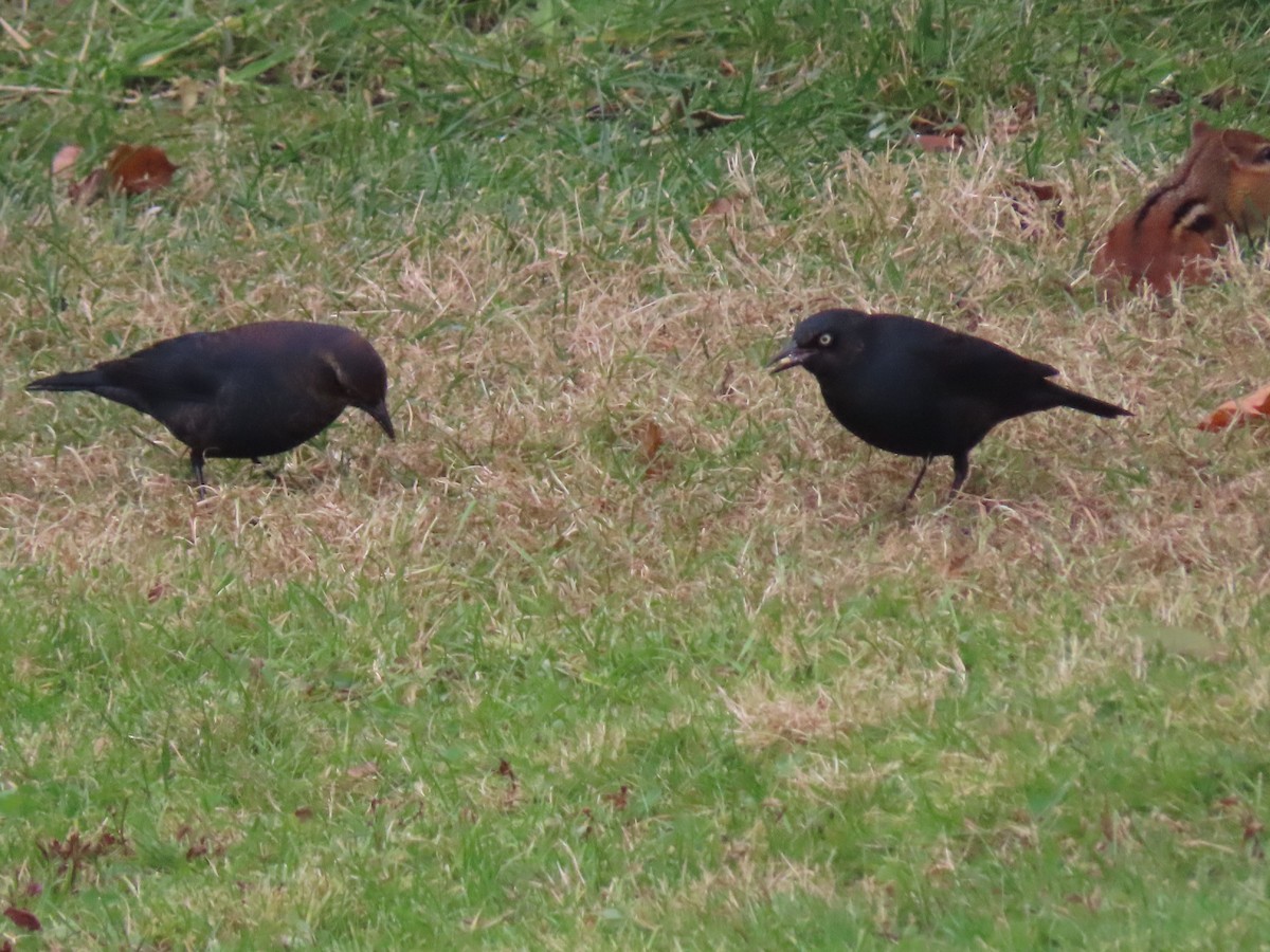 Rusty Blackbird - ML645660320