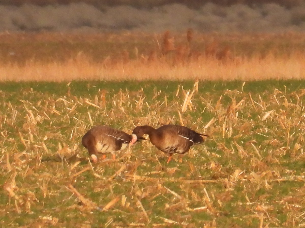 白額雁 - ML645660321