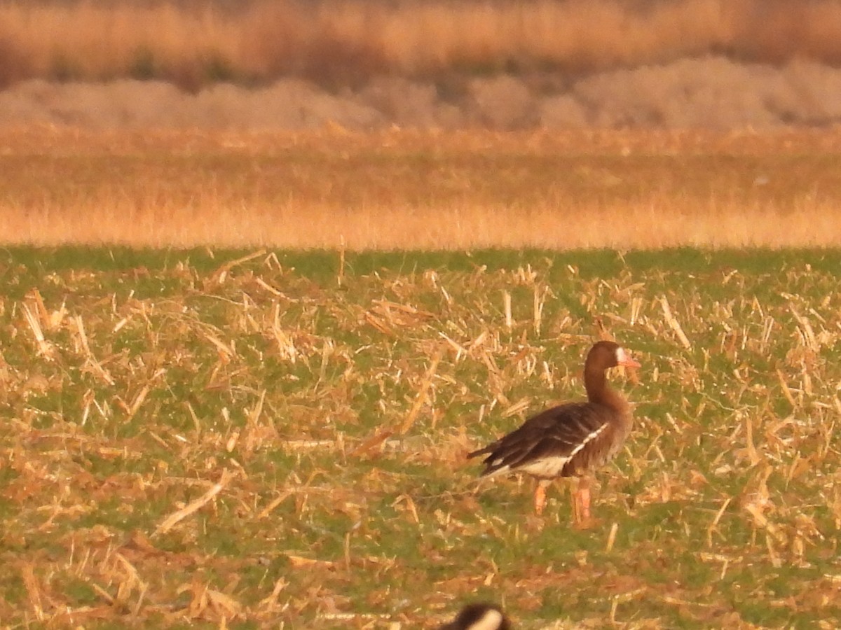 白額雁 - ML645660323