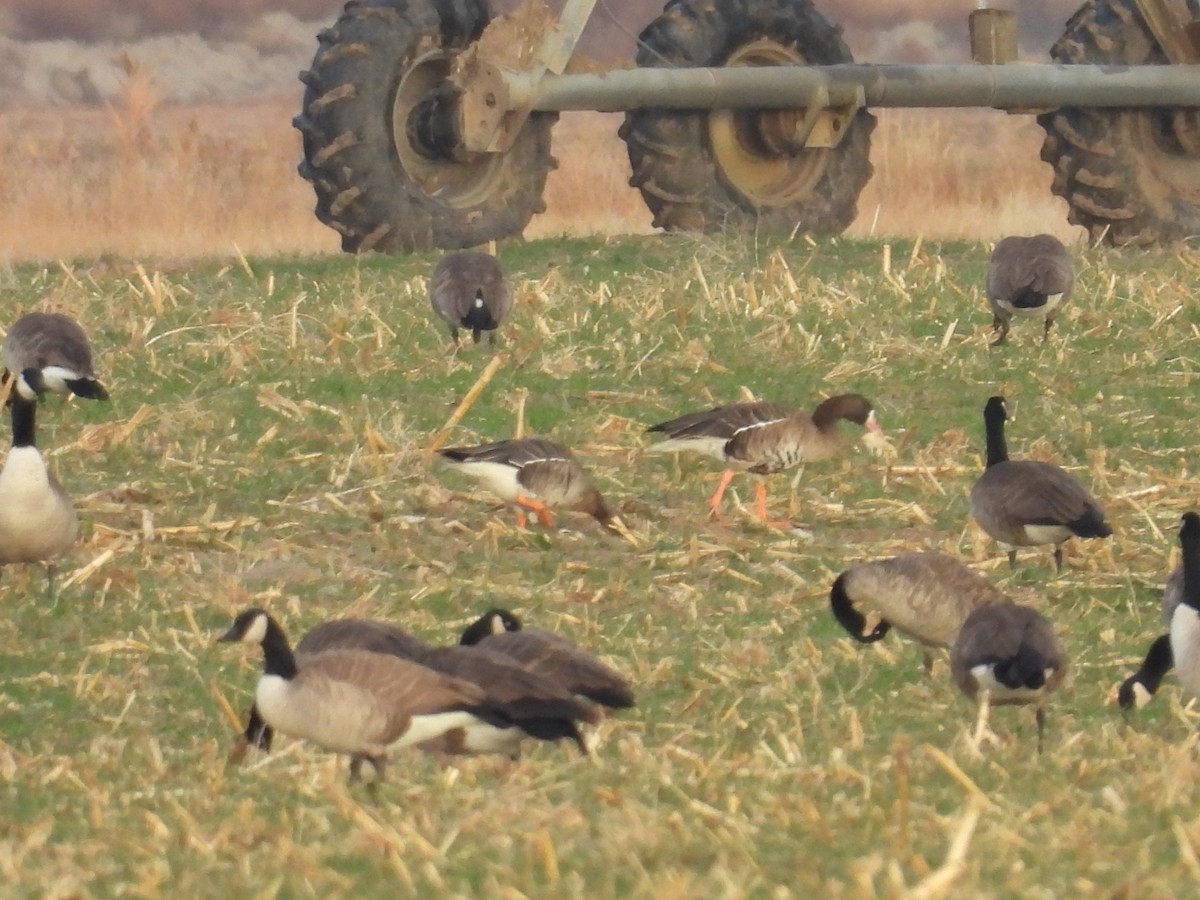 白額雁 - ML645660324