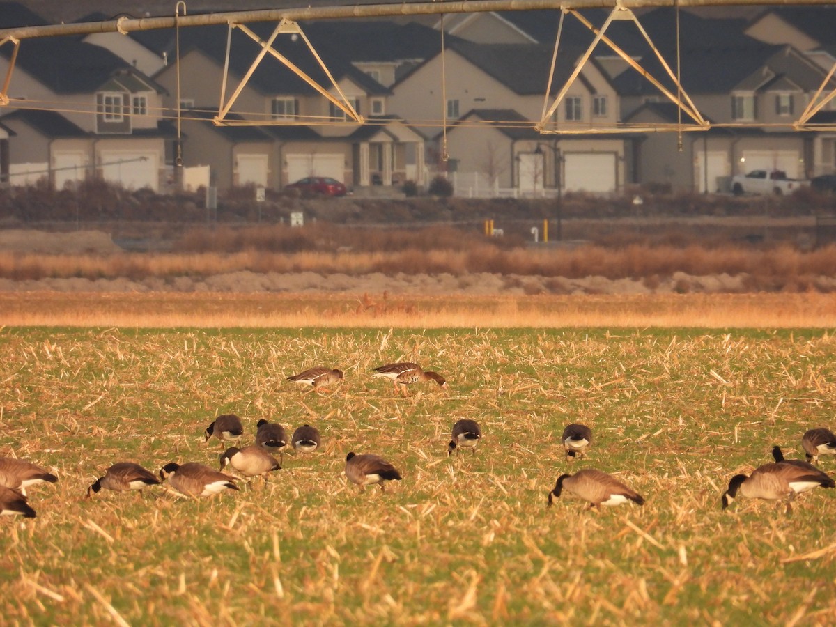 白額雁 - ML645660325