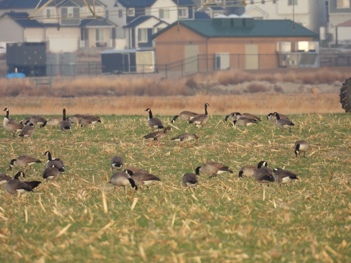 白額雁 - ML645660326