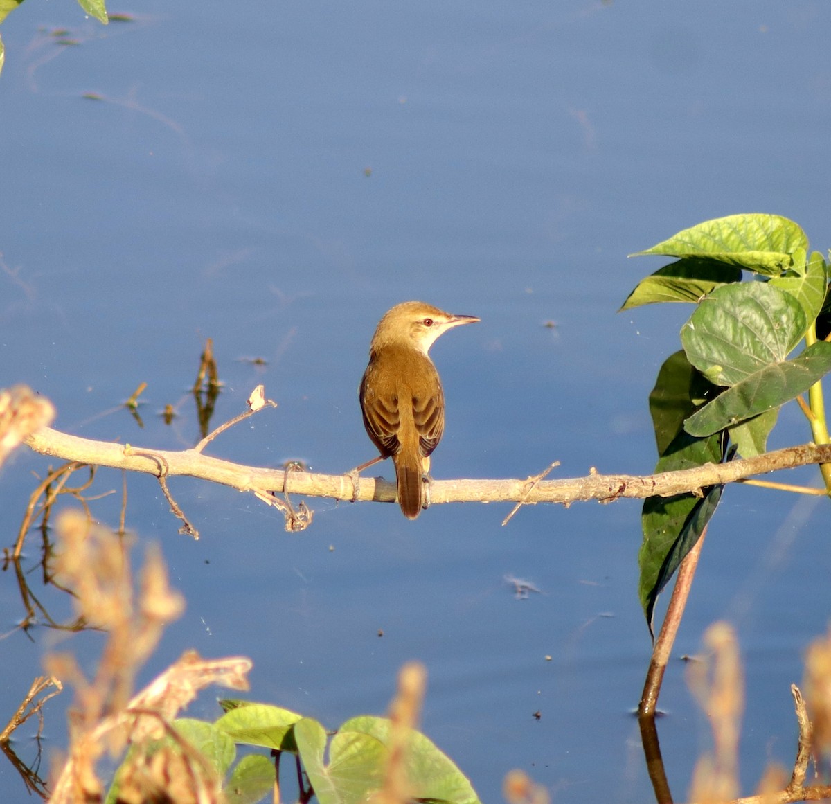 Lezkari zalapartaria - ML645660340