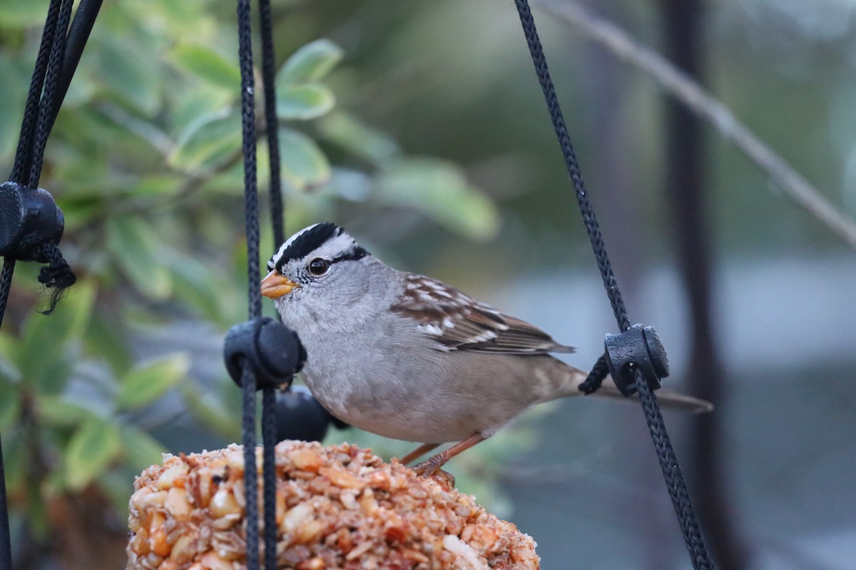 White-crowned Sparrow - ML645660351