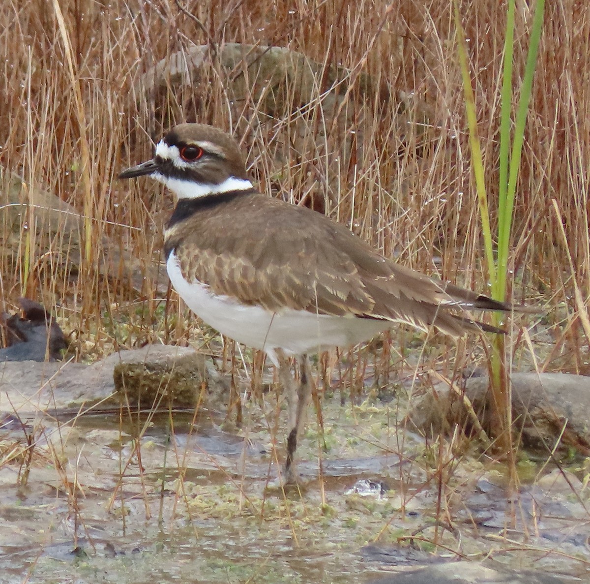 Killdeer - ML645660353