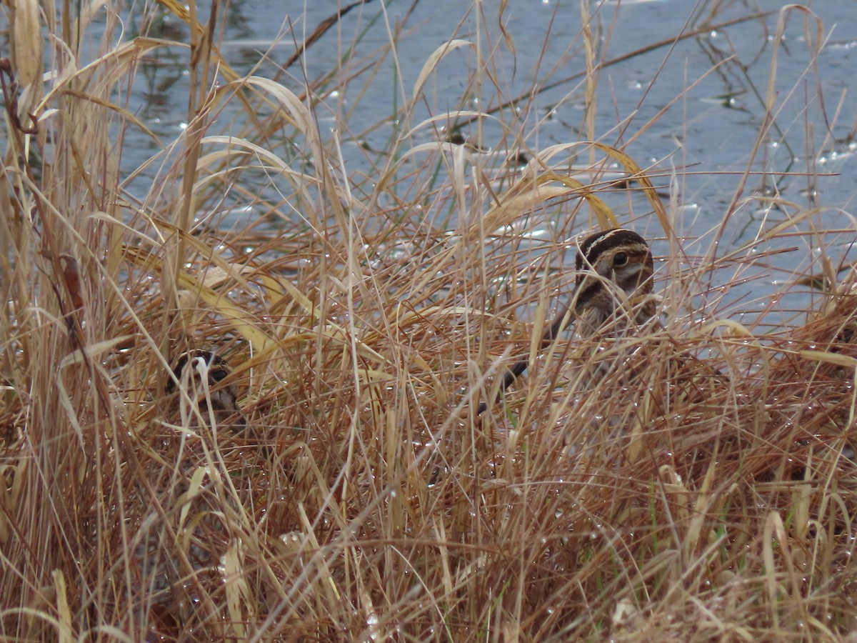 Wilson's Snipe - ML645660357