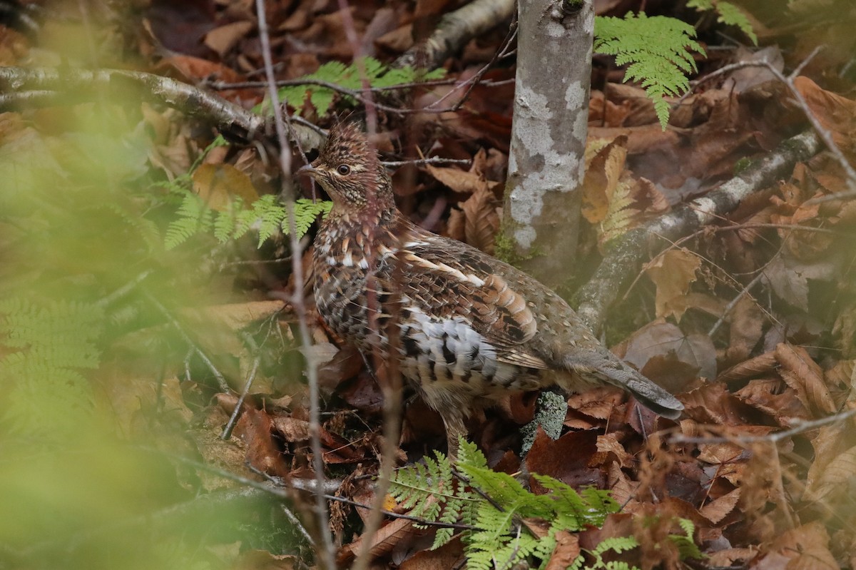 jeřábek kanadský - ML645660366