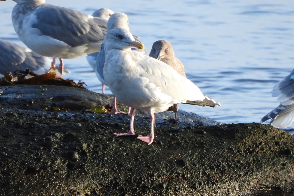 American Herring x Glaucous-winged Gull (hybrid) - ML645660367