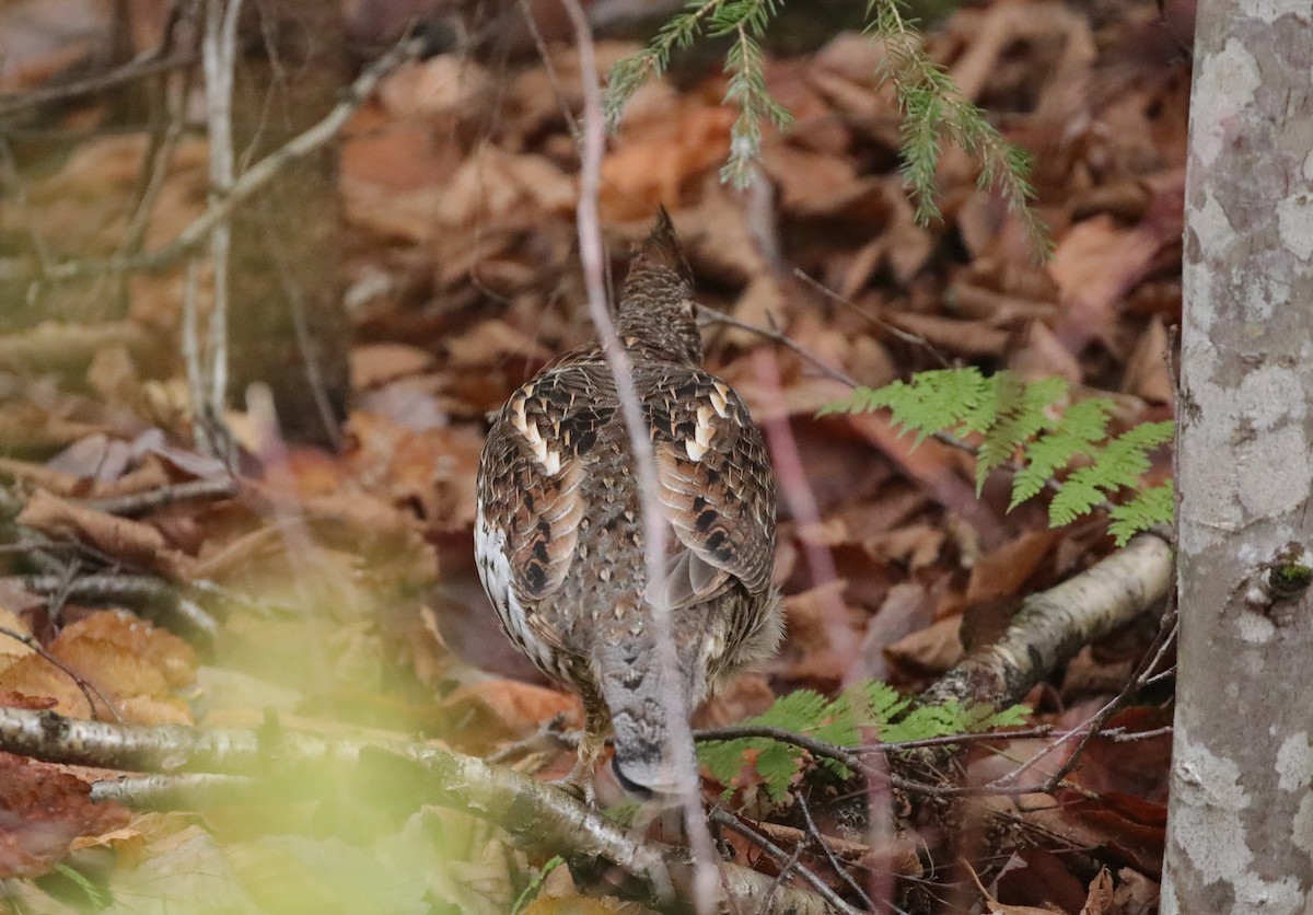 jeřábek kanadský - ML645660370